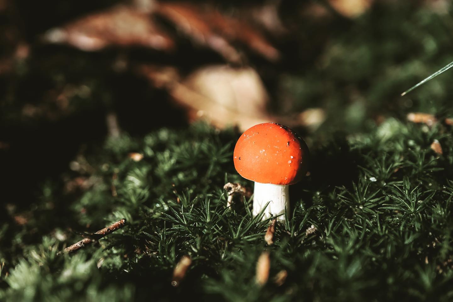 buy Mushrooms online TORONTO near me